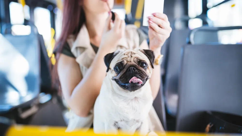 Close-up of pug dog sitting on woman's lap on city bus.