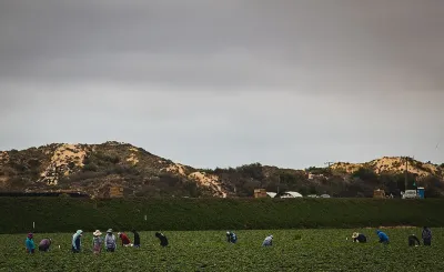Farm workers in long sleeves and hats working in a green field in Nipomo, California with small hills in background.