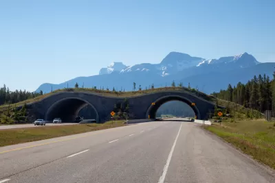 How wildlife bridges over highways make animals—and people—safer