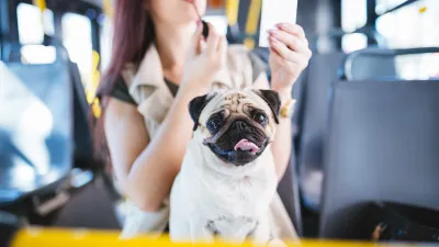 Close-up of pug dog sitting on woman's lap on city bus.
